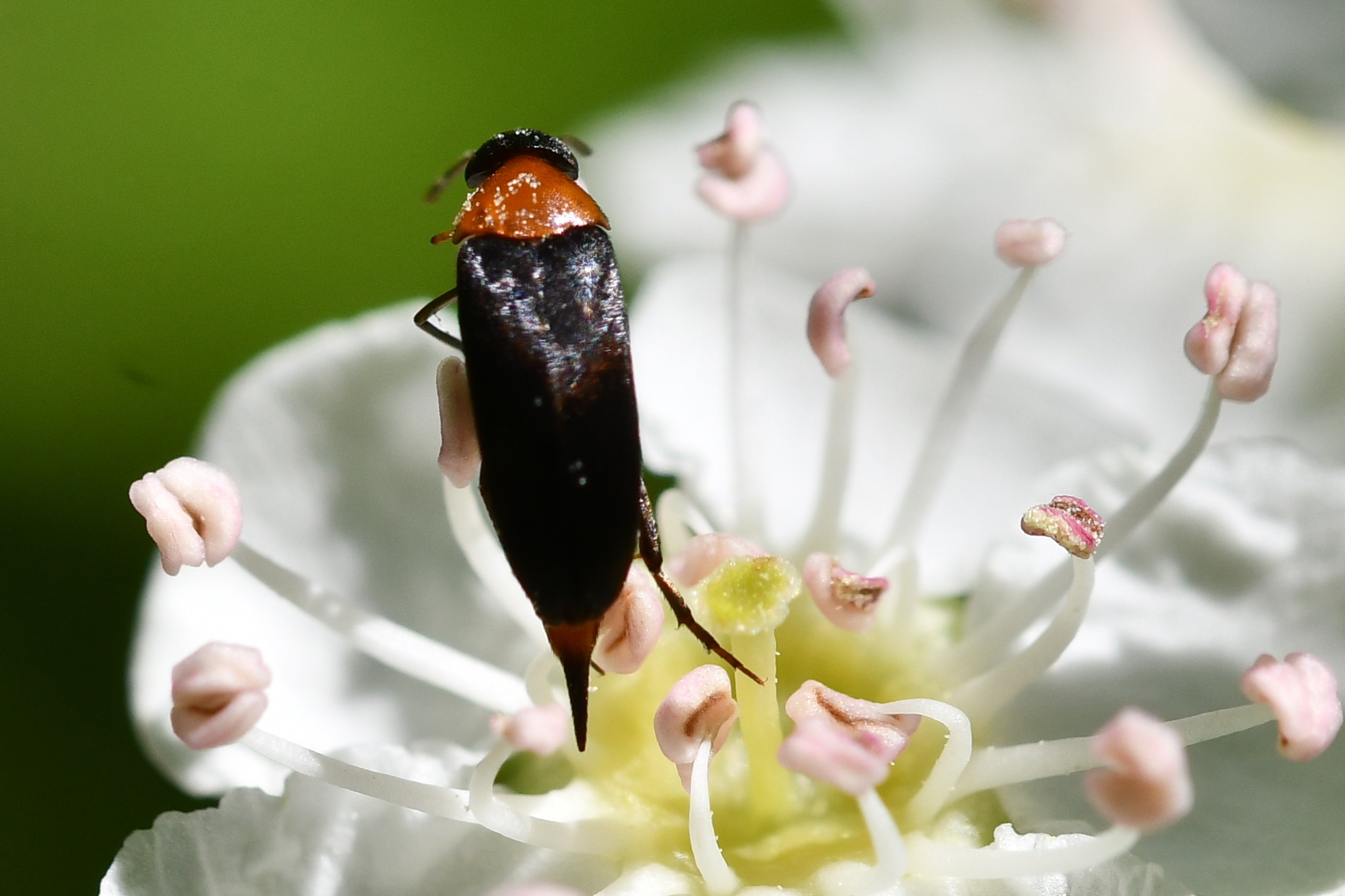 Mordellochroa abdominalis