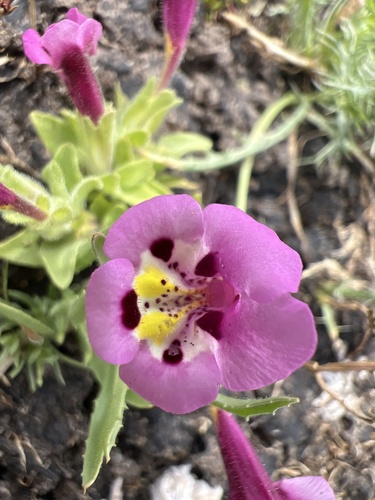 iNaturalist observation photo of tricolor monkeyflower
