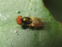 Microchrysa flaviventris