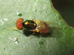 Microchrysa flaviventris