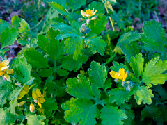 Chelidonium majus