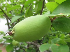 Pseudocydonia sinensis