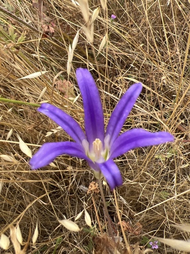 iNaturalist observation photo of Brodiaeas