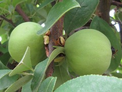 Pseudocydonia sinensis