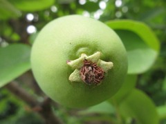 Pseudocydonia sinensis