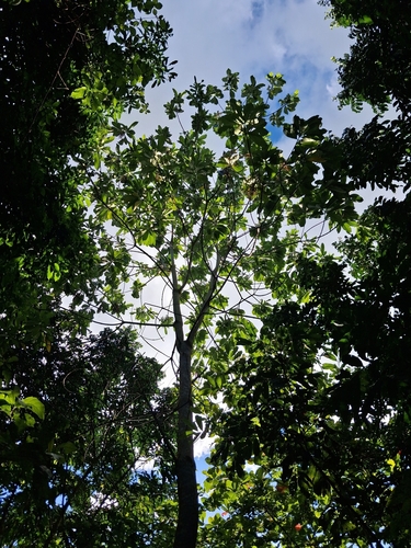 Alstonia macrophylla, photograph 3