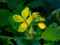 Chelidonium majus