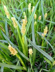 Carex microdonta