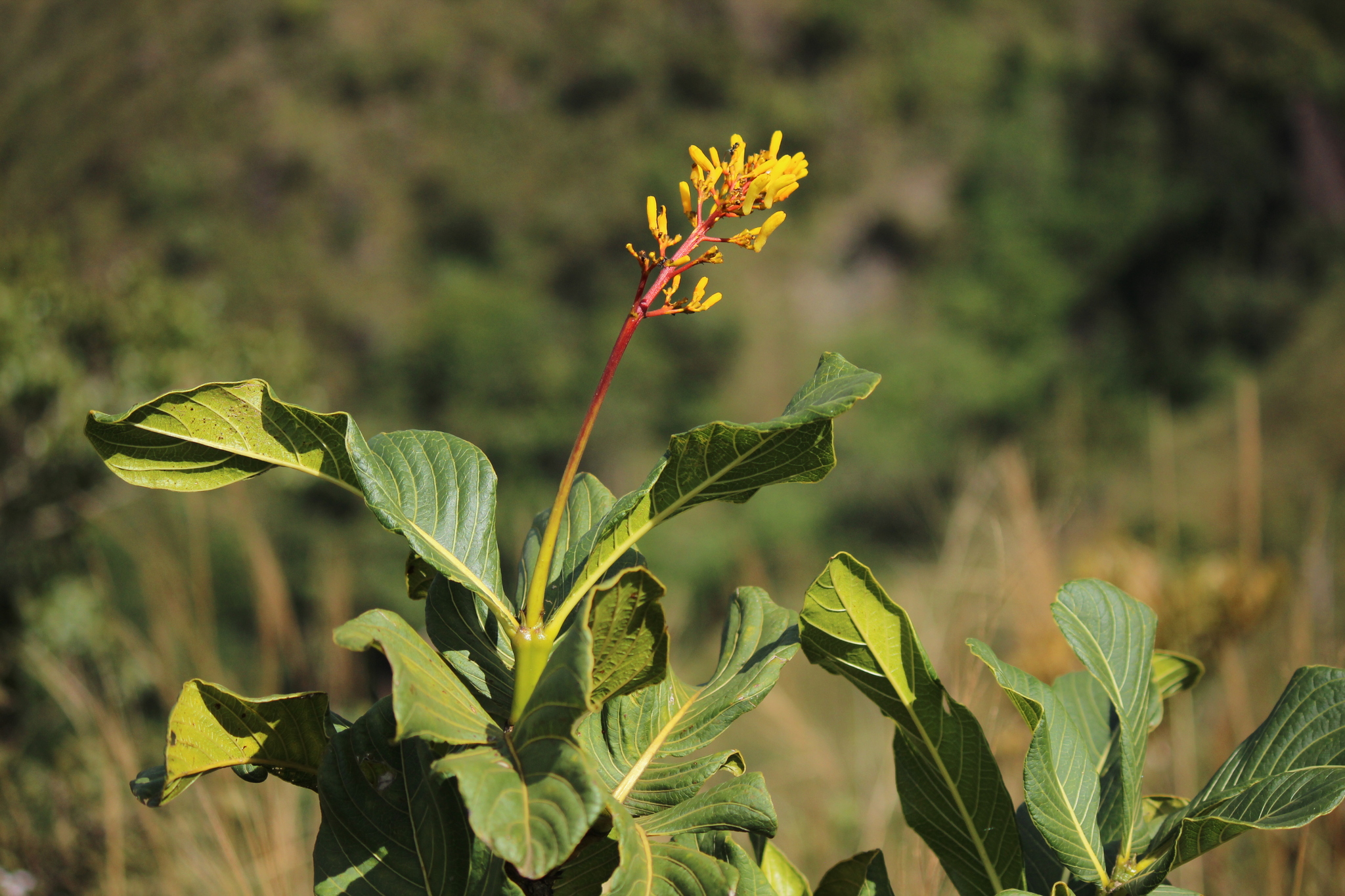 Palicourea rigida
