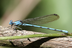 Argia fissa