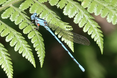 Argia fissa