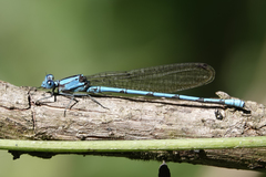 Argia fissa