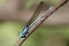 Argia fissa