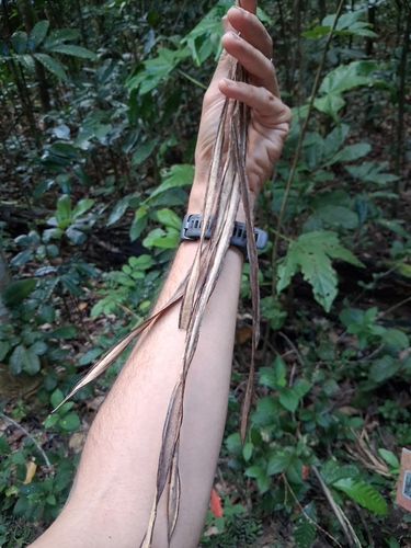 Alstonia macrophylla, photograph 4