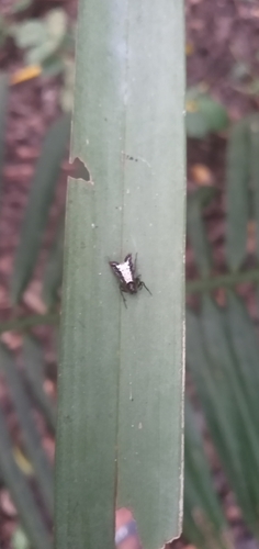 Micrathena plana