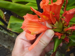 Hedychium greenii