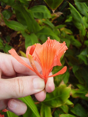 Hedychium greenii