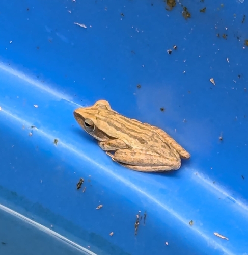 Common Southeast Asian Tree Frog