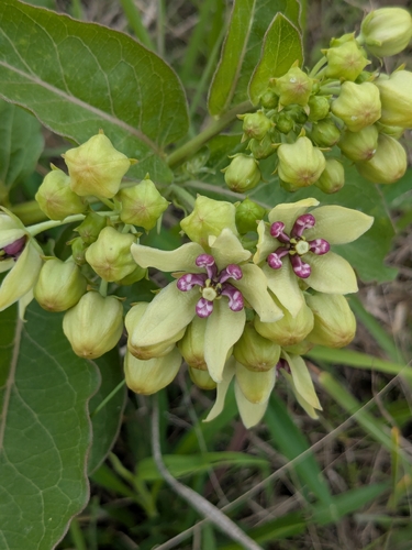 green antelopehorns