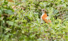 Furnarius leucopus cinnamomeus