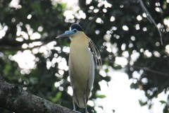 Pilherodius pileatus