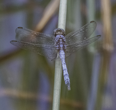 Orthetrum boumiera