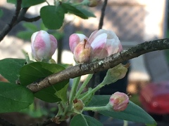 Malus ioensis
