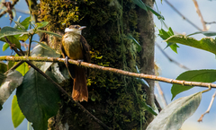 Pseudocolaptes boissonneautii boissonneautii