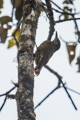 Xiphorhynchus triangularis triangularis