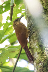 Dendrocolaptes picumnus