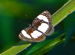 Neptis serena serena