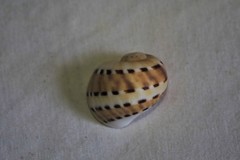 Naticarius alapapilionis