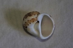 Naticarius alapapilionis