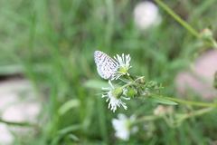 Leptotes cassius cassius