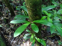 Philodendron linnaei