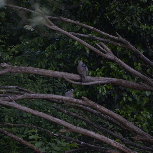 European Turtle Dove (Streptopelia turtur), photo 8