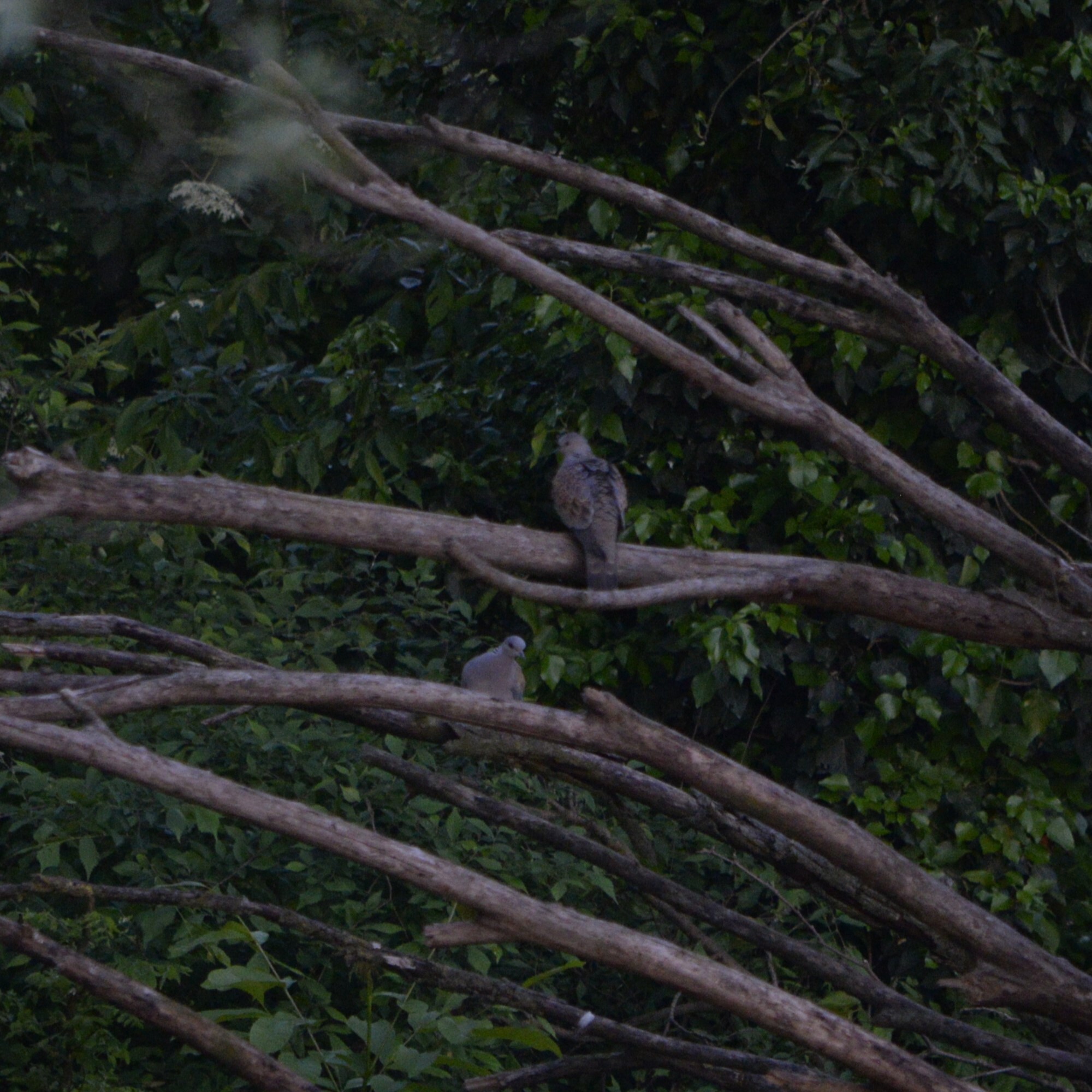 European Turtle Dove (Streptopelia turtur), photo 8