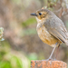 Western Tawny Antpitta - Photo (c) David Monroy R, some rights reserved (CC BY-NC), uploaded by David Monroy R