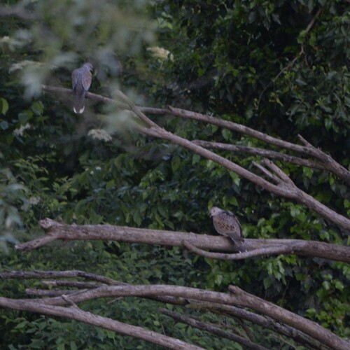 European Turtle Dove (Streptopelia turtur), photo 9