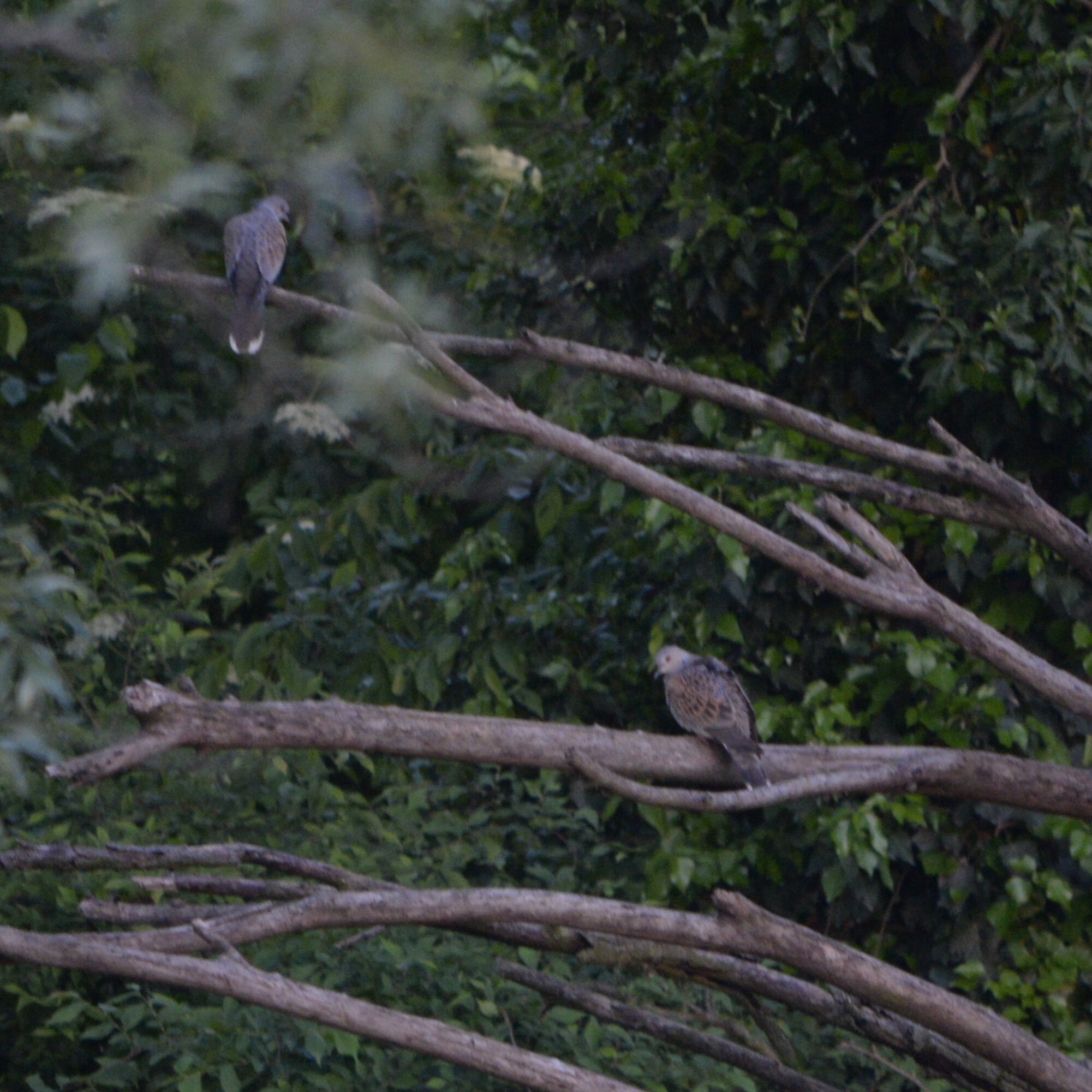 European Turtle Dove (Streptopelia turtur), photo 9