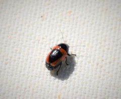 Cryptocephalus notatus