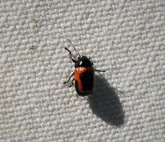 Cryptocephalus notatus