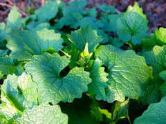 Alliaria petiolata