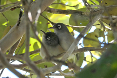 Zosterops chloronothos