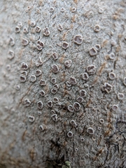 Lecanora subpallens