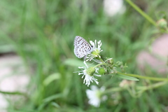 Leptotes cassius cassius