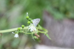 Leptotes cassius cassius