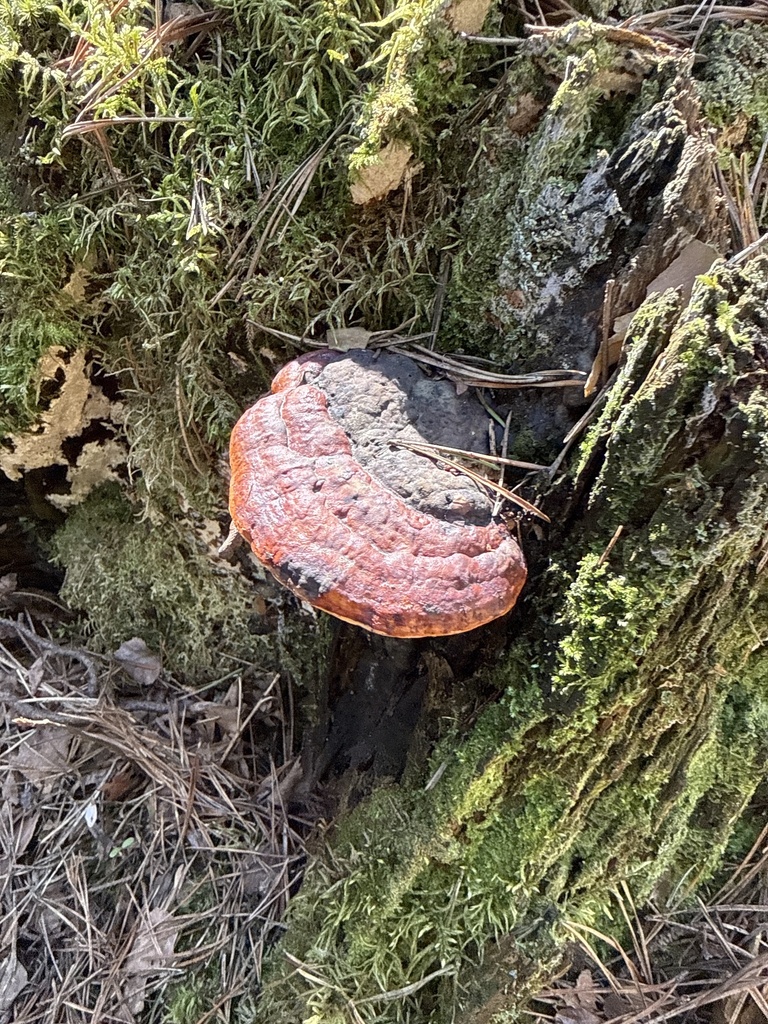 Fomitopsis pinicola · April 2026 · photo: © stanislav_murashkin (iNaturalist, cc-by)