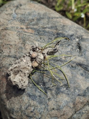 iNaturalist observation photo of American pillwort