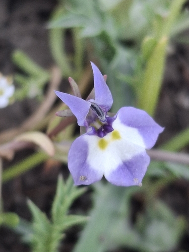 iNaturalist observation photo of Doublehorn Calicoflower